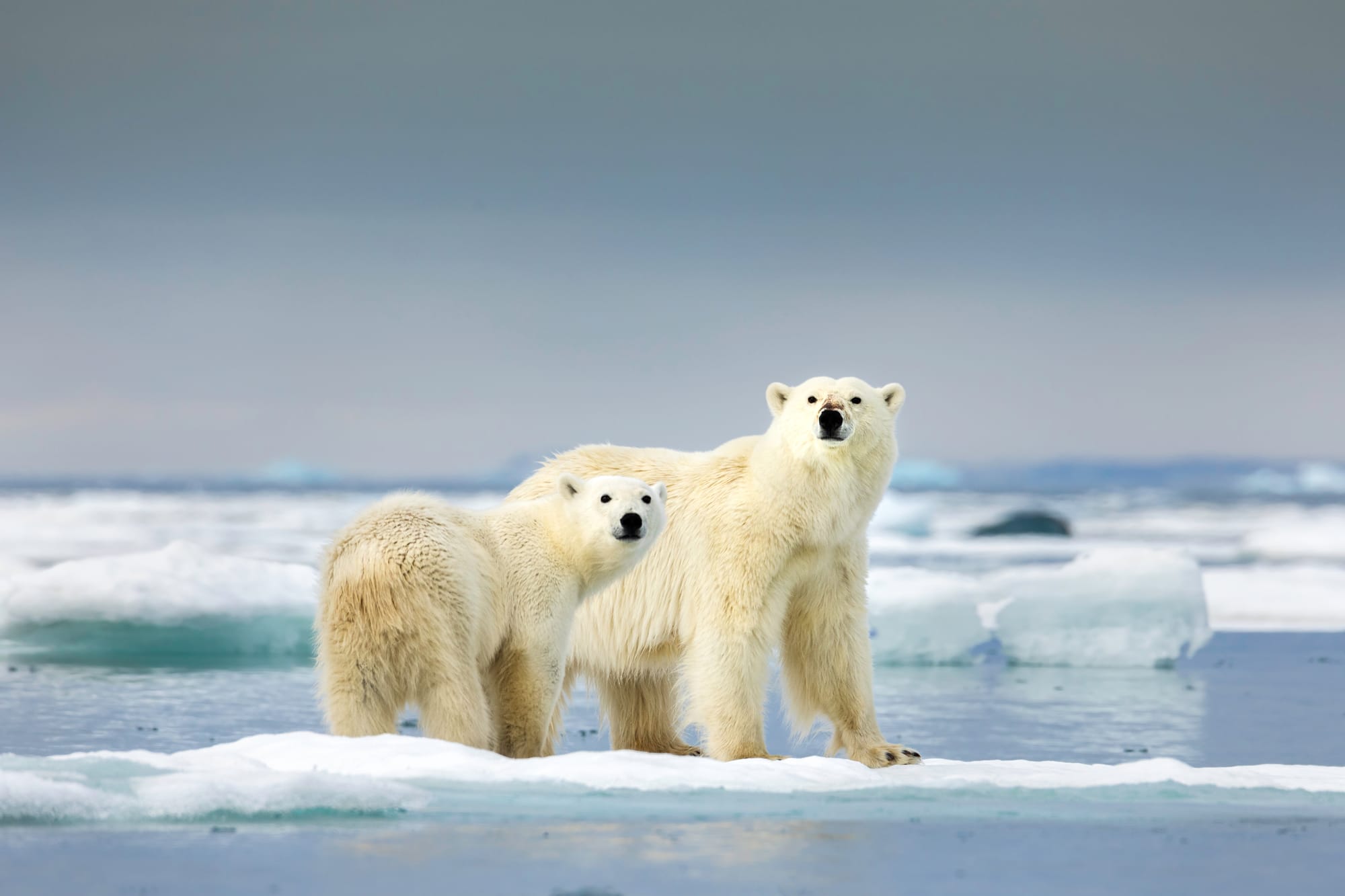 2027 北極旅遊指南：攻頂「正北極 90 度」還是漫遊「北極之心」？龐洛夏古號 vs. 織女星號雙旗艦評比