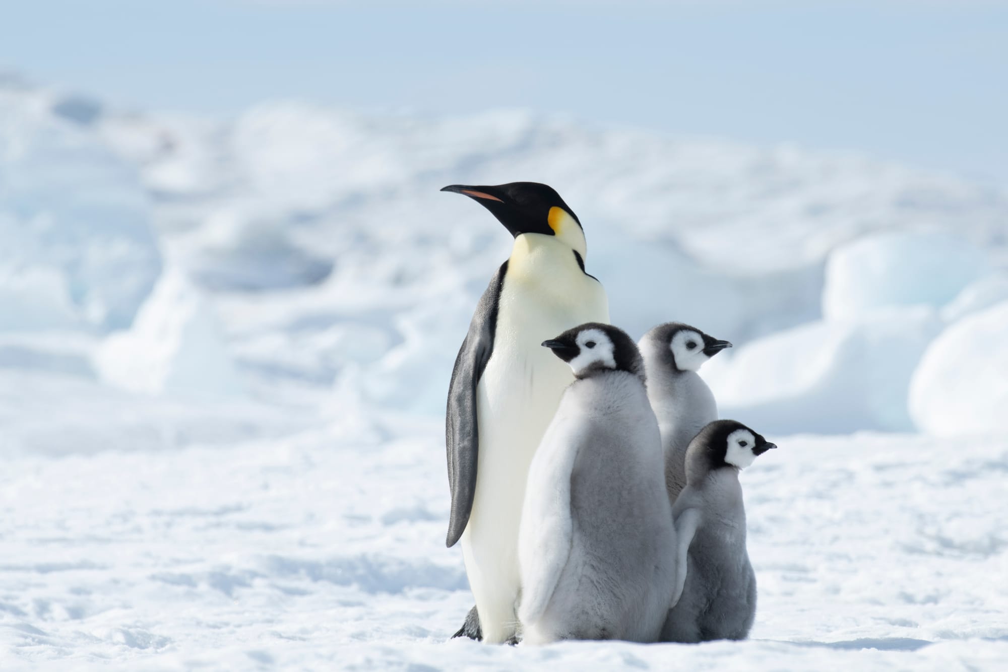 【南極旅遊攻略】如何選擇你的一生必遊？從頂級奢華郵輪到征服正南極點：晴天旅遊 6 大精選行程全解析