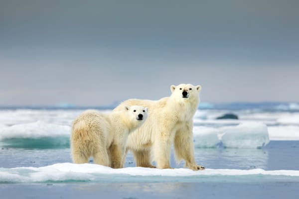 2027 北極旅遊指南：攻頂「正北極 90 度」還是漫遊「北極之心」？龐洛夏古號 vs. 織女星號雙旗艦評比