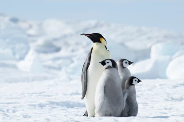 【南極旅遊攻略】如何選擇你的一生必遊？從頂級奢華郵輪到征服正南極點：晴天旅遊 6 大精選行程全解析